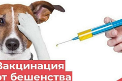 Бесплатная вакцинация животных